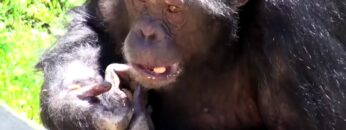 Taking A Citroen Berlingo On A WILD Road Trip